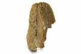 Fossil Hadrosaur (Edmontosaurus) Partial Tooth - Wyoming #293796-1